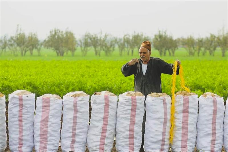 Egypt’s agriculture exports rise 17.2 percent in 5 months