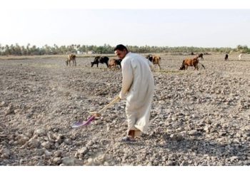 Kurdistan, Iraq rely more on rice imports to meet demand