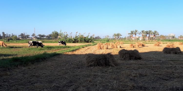 Farming production increases by 29.6 percent: CAPMAS