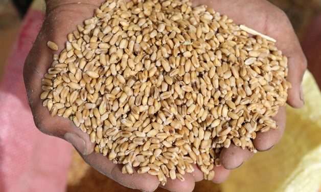 Egypt signs $14 million agreement for two wheat silos in Port Said