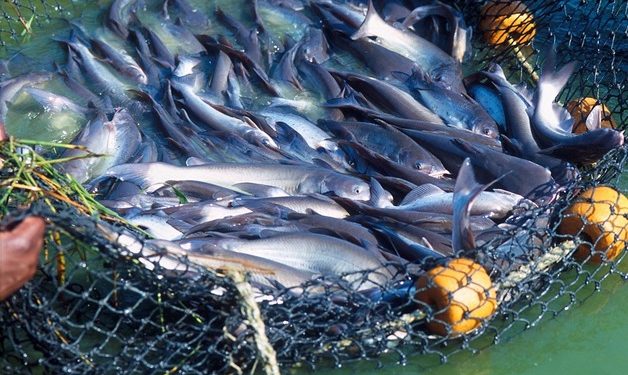 Egypt starts establishing fish, animal farms in 4 African countries