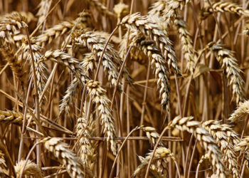 Saudi Arabia boosts food spending at home and abroad to secure supply