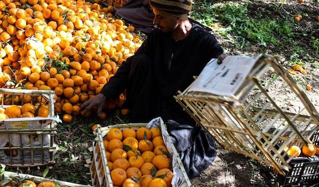 Egypt’s agricultural exports rise to 3.5mn tons YTD