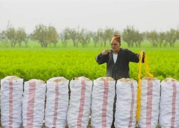 Egypt’s agriculture exports rise 17.2 percent in 5 months