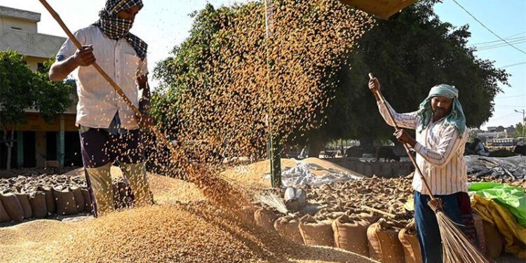 Egypt secures $66 mln from EU, AFD to expand wheat storage