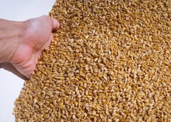 Wheat yield boom boosts Oman’s food security