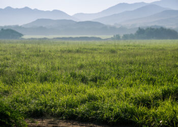 Saudi Arabia’s agricultural GDP grew 38% to $26.6bn in 2022