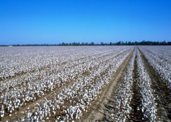 Arab states imported 1.73 million agricultural commodities from Egypt