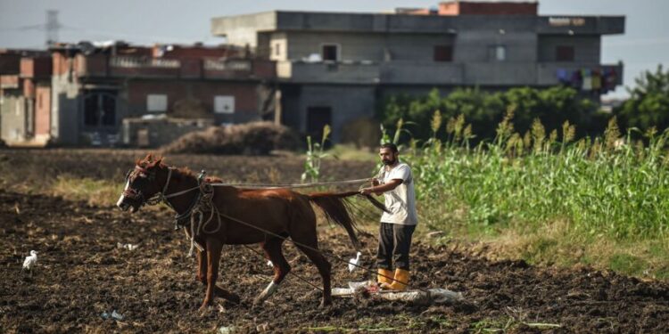 Egypt Advocates Agricultural Cooperation and Food Security in Africa