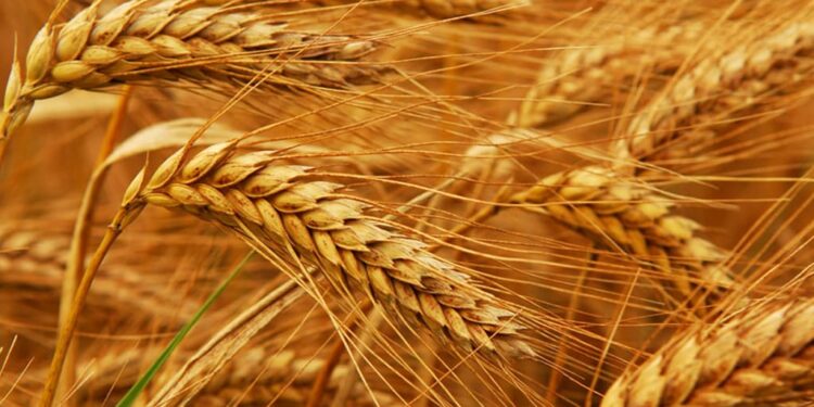 Iraq Reports Significant Increase in Wheat Production