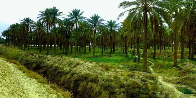 Iraq’s Date Palm Count Surpasses 22 Million, Aiming for 30 Million
