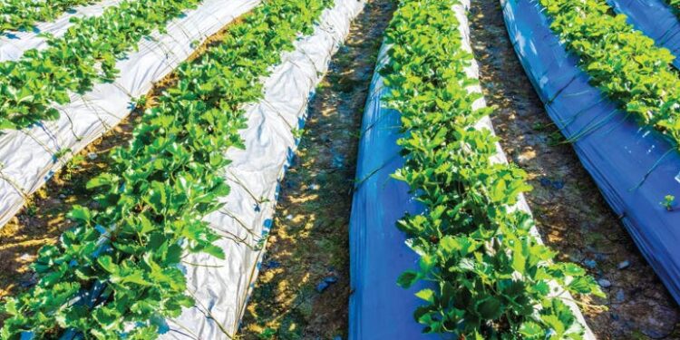 Oman Unveils Plan for Three Agricultural Cities Worth $7.8bn