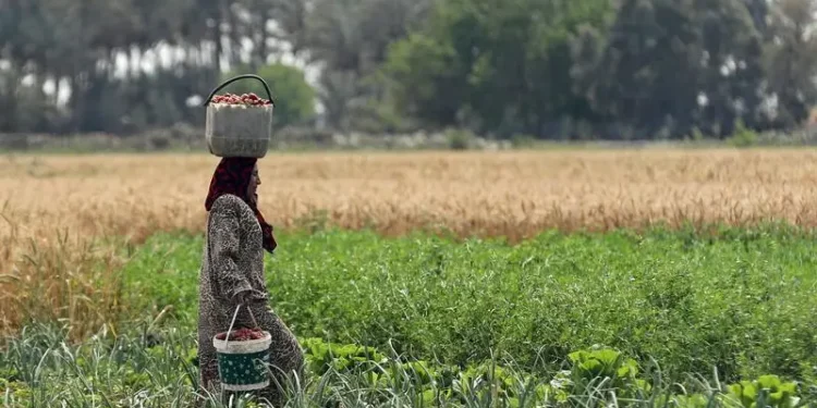 Egypt Allocates $184M to Support 44,400 Farmers Under National Veal Project