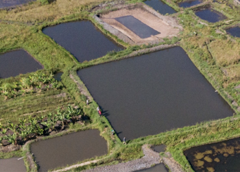 Africa’s Booming Seafood Sector Requires Investment and Policy Reforms to Ensure Food Security