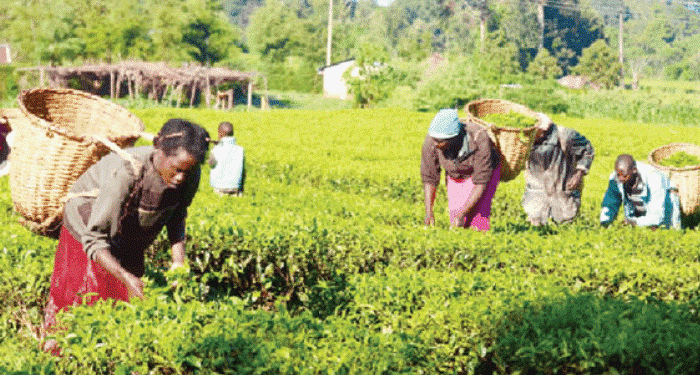 Africa’s Food Imports Could Reach $110bn by 2025 – SAA