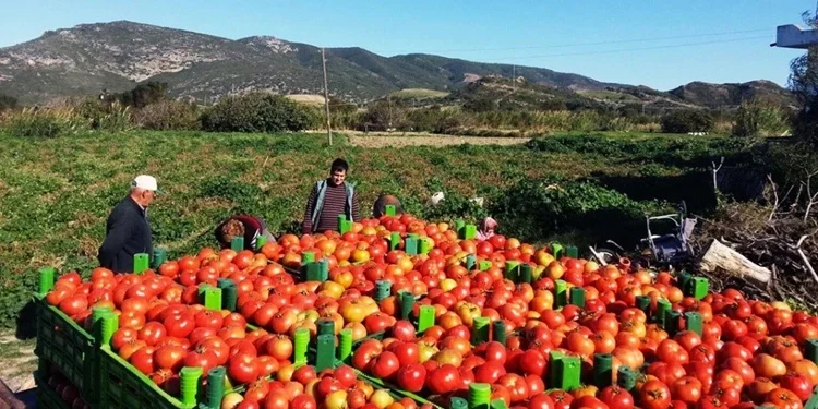 Iraq Exports Over 1.5 Million Tons of Surplus Crops Amid Push for Agricultural Self-Sufficiency
