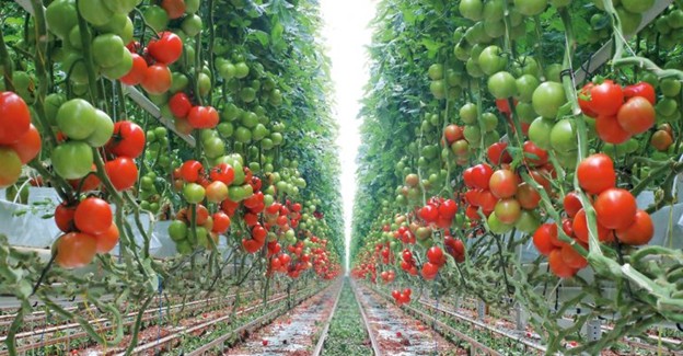 Qatar Expands Food Reserves to Safeguard Supply