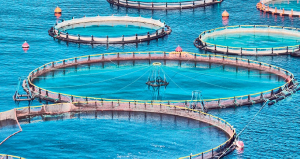 Oman’s Aquaculture Output Reaches 5,500 Tonnes